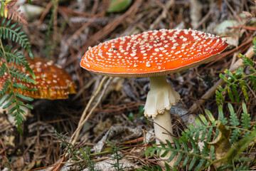 mature fly agaric mushrooms