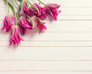 Background with fresh  bright pink tulips flowers