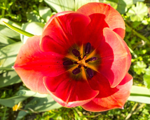 Fototapeta premium Red Tulips