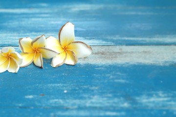 White frangipani flower