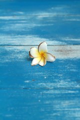 White frangipani flower