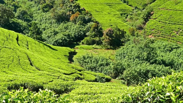 mountain tea plantation in Sri Lanka
