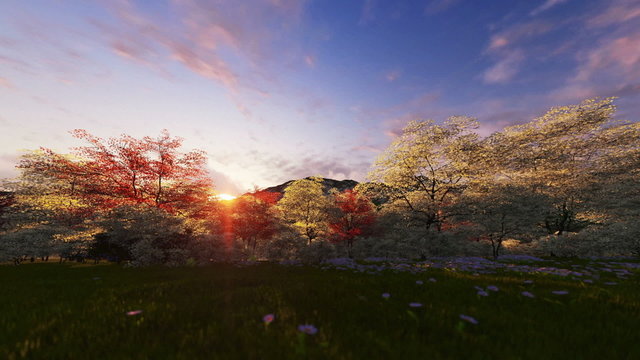 Spring forest and mountain, timelapse sunrise