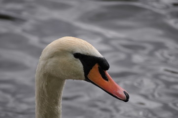 Kopf eines Hoeckerschwans (Cygnus olor), nach rechts schauend