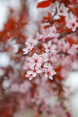 pink flowers on a branch
