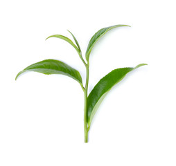 green tea isolated on white background