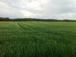 Getreidefeld im Frühling