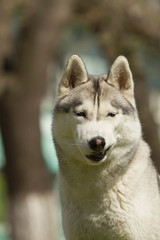 Portrait in the urban environment. Portrait of Siberian Husky