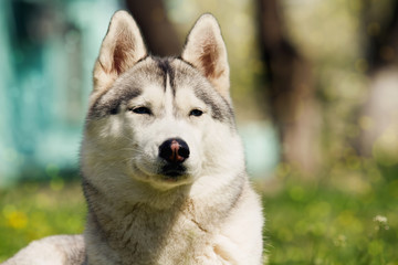 Portrait in the urban environment. Portrait of Siberian Husky