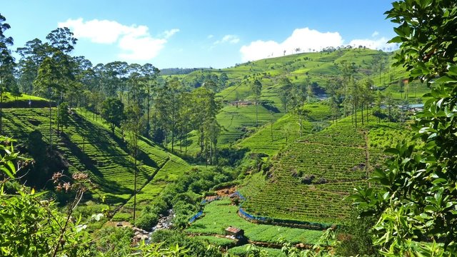 mountain tea plantation in Sri Lanka
