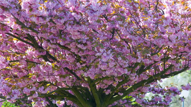 Spring blossom japanese cherry tree