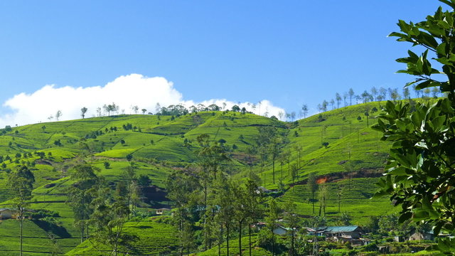 mountain tea plantation in Sri Lanka - timelapse
