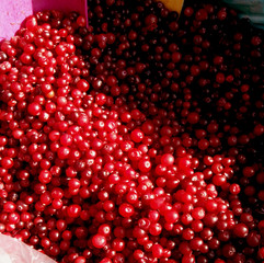 Cranberry.