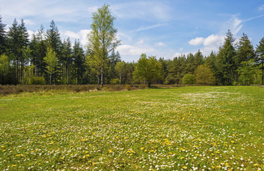 Clearing with flowers in a pine forest in spring © Naj