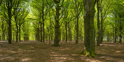 Sunny foliage of a beech forest in spring