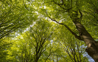 Sunny foliage of a beech forest in spring