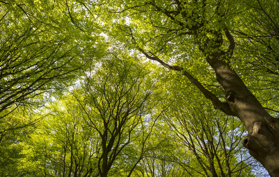 Sunny foliage of a beech forest in spring