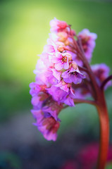 Bergenia flower on green nature background