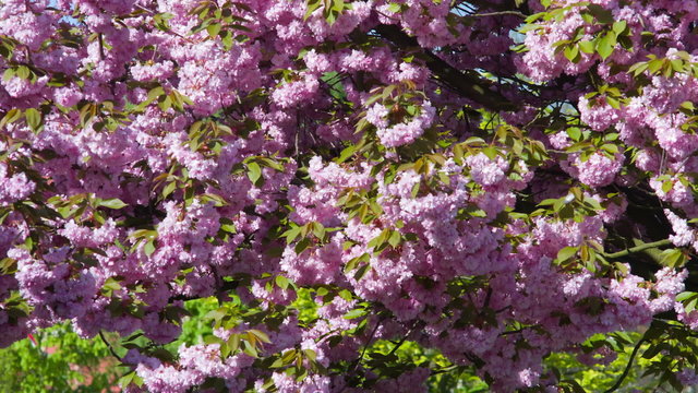 Blossoming japanese cherry tree