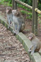 Wild Monkey Family in Hong Kong