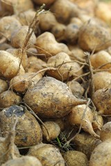 cassava, Yam bean in the market