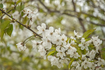 Spring nature