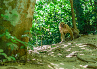Fototapeta na wymiar Monkeys living naturally There is fierce