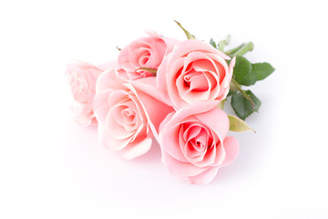 Obraz premium pink rose flower on white background