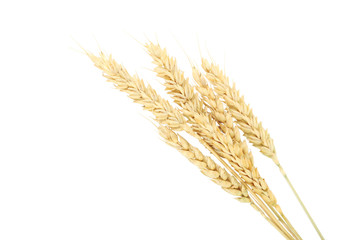 Wheat ears isolateed on white