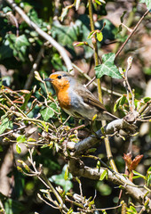 Close-up Robin