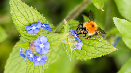 Common Carder Bee