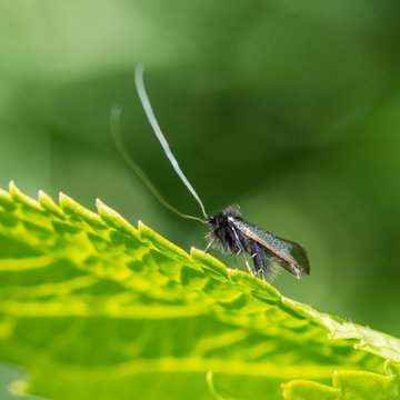 Little Longhorn