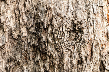 Obraz premium Texture of crack tree
