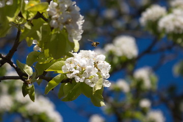 A bee at work