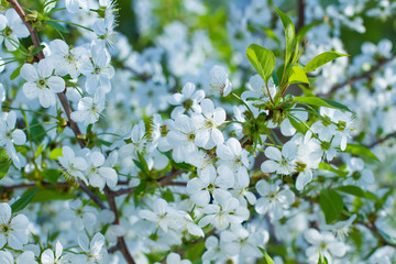 Blooming branch of cherry.