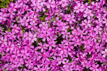 colorful flower in green grass in summer garden