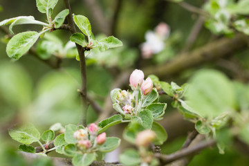 colorful flowers on branch of apple tree in green orchard garden