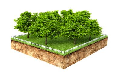 group of trees on a piece of land