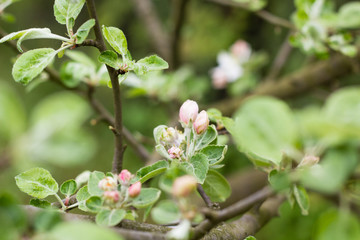 colorful flowers on branch of apple tree in green orchard garden