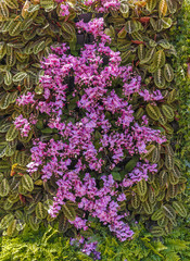 Obraz premium Installation of a flowers festival in Baku