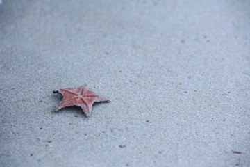 불가사리,바다,sea,파도
