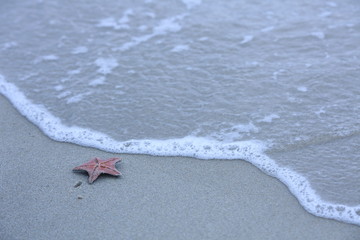 불가사리,바다,sea,파도