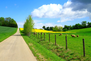 Frühlingslandschaft, Raps. Schafe