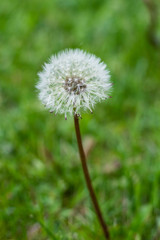 white dandelions flowers in green grass in summer garden