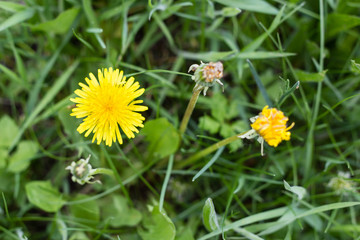 yellow dandelion flowers in green grass in summer garden