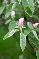 Obraz na płótnie Canvas quince in blossom