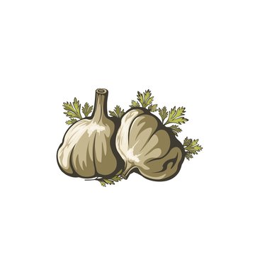 Garlic illustration on white background.