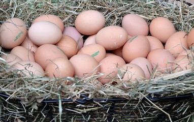 Panier d'oeufs