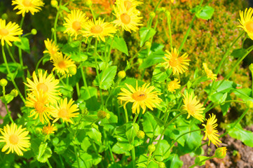 Plant Doronicum Plantagineum with yellow blossom