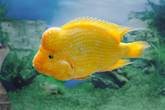  beautiful aquarium fish Amphilophus citrinellus